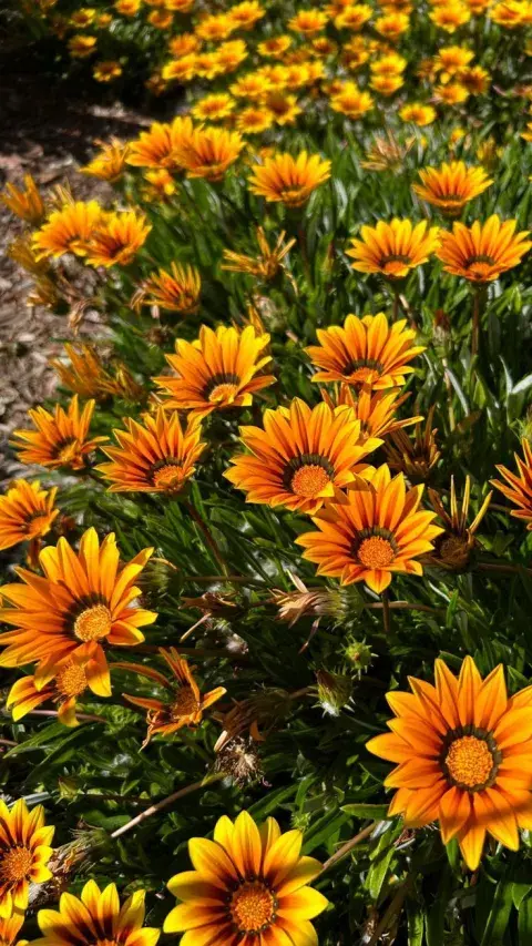 Gazanias: color intenso bajo el sol pleno Gazanias: color intenso bajo el sol pleno