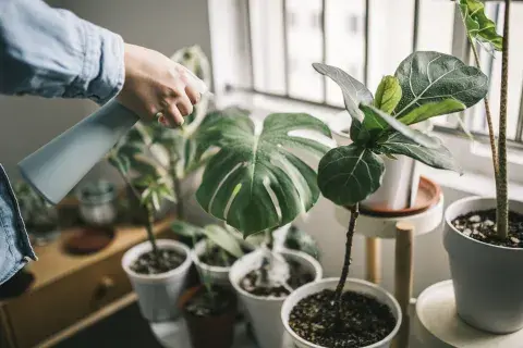 Cómo cuidar las plantas de mi casa cuando me voy de vacaciones