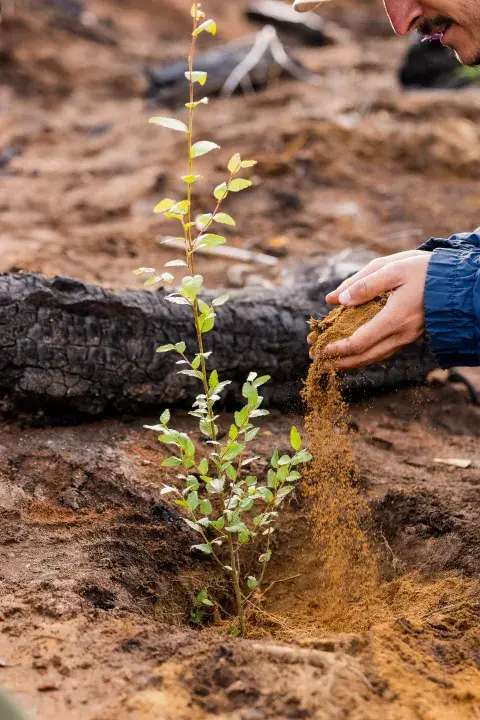 La ONG ReforestArg se ocupa de la restauración ecológica después del fuego: cómo es ese trabajo tan esencial. La ONG ReforestArg se ocupa de la restauración ecológica después del fuego: cómo es ese trabajo tan esencial.