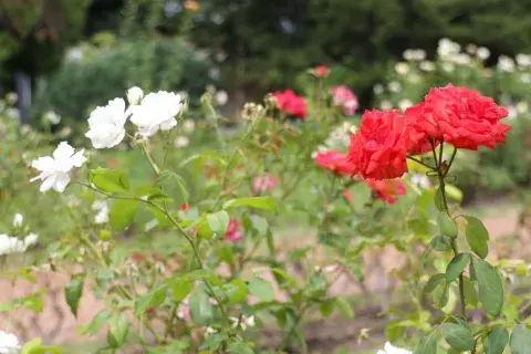 La particularidad de este paseo botánico es la fuerte impronta de la comunidad coreana, históricamente vinculada al barrio, que impulsó en conjunto con el Gobierno de la Ciudad su forma actual. La particularidad de este paseo botánico es la fuerte impronta de la comunidad coreana, históricamente vinculada al barrio, que impulsó en conjunto con el Gobierno de la Ciudad su forma actual.