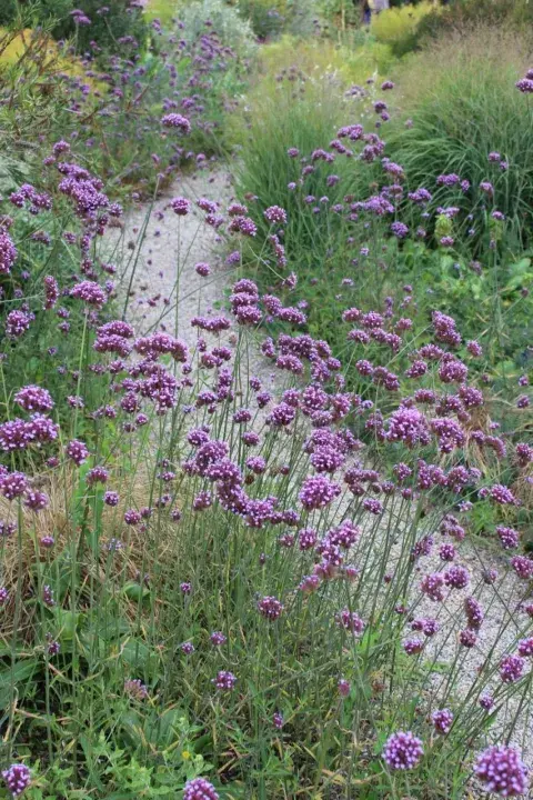Verbena: una explosión de color que se mantiene Verbena: una explosión de color que se mantiene
