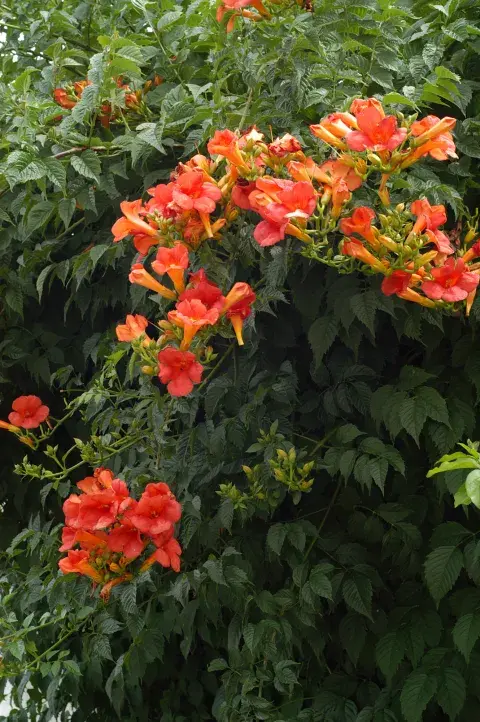Campsis radicans: campanas anaranjadas que iluminan Campsis radicans: campanas anaranjadas que iluminan