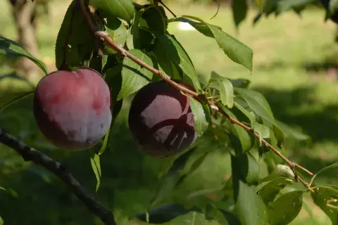 Ideal para casas chicas: el árbol que no levanta raíces y da frutos todo el verano Ideal para casas chicas: el árbol que no levanta raíces y da frutos todo el verano