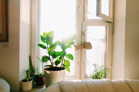 Foto de planta. Foto de planta.