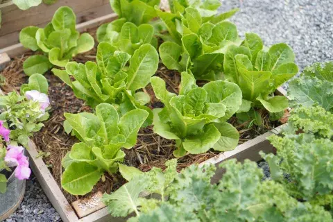 Huerta de febrero: qué sí podés plantar aunque estés empezando Huerta de febrero: qué sí podés plantar aunque estés empezando