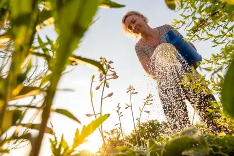 Foto de huerta. Foto de huerta.