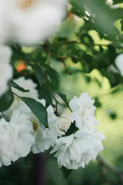 Rosa Iceberg