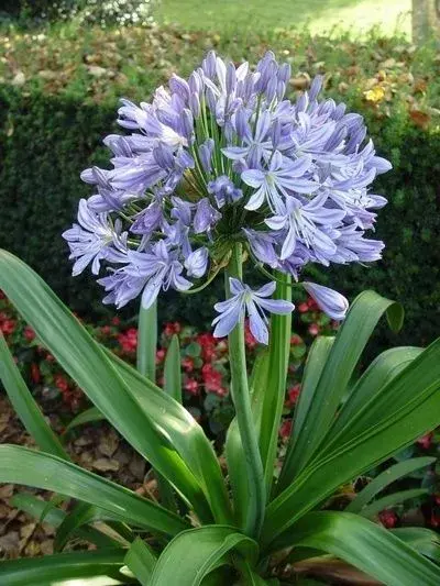 El agapanto es una planta perenne que crece bien en maceta y soporta el sol directo. El agapanto es una planta perenne que crece bien en maceta y soporta el sol directo.