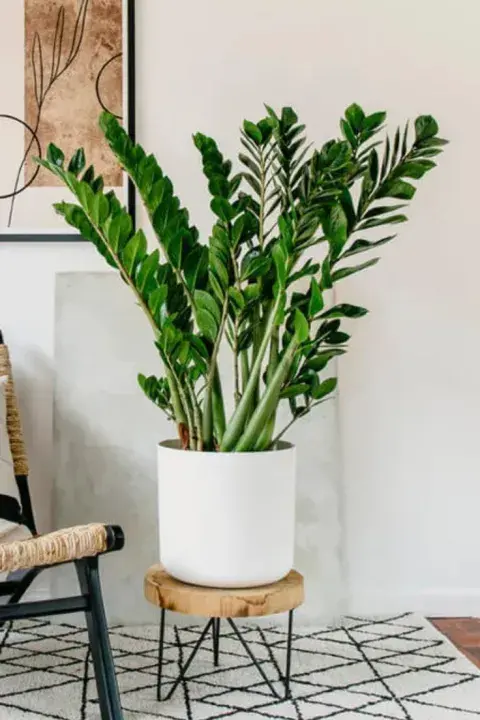 a zamioculca es una de las plantas más recomendadas para interiores con poca luz. a zamioculca es una de las plantas más recomendadas para interiores con poca luz.