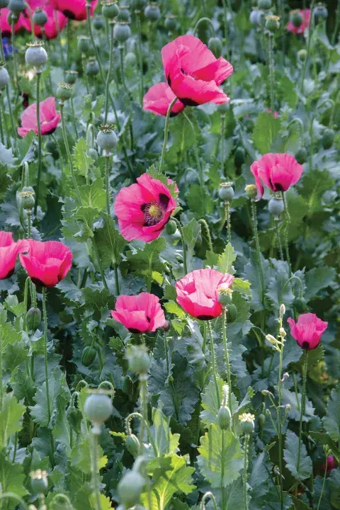 amapola amapola