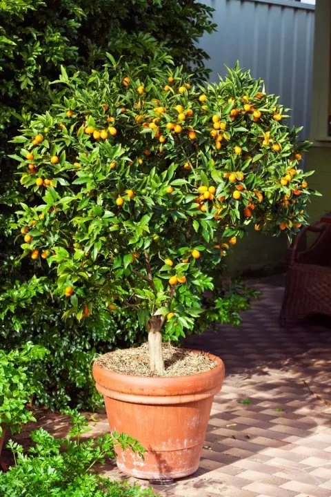 Patios con frutales: ideas para cultivarlos en macetas