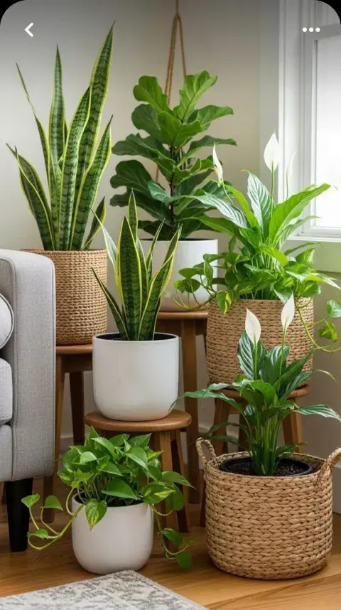 plantas-deco_1.jpg