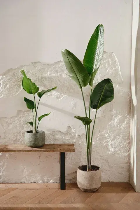 Con hojas largas y elegantes que recuerdan a las de una palmera, la strelitzia es perfecta para quienes buscan una planta protagonista y con personalidad.