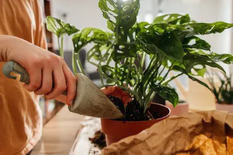 Foto de monstera. Foto de monstera.