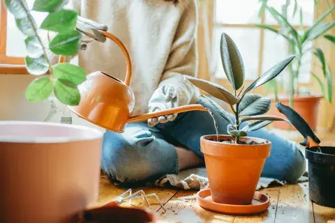 Este otoño, una especie empieza a desplazarla en livings y rincones de descanso por su estética más suave y su capacidad de adaptarse a espacios cálidos: el ficus elastica