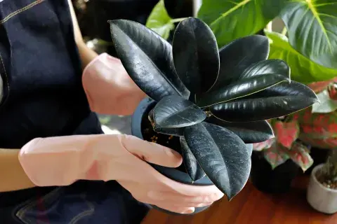 En livings contemporáneos, funciona como punto focal: colocada en una maceta de cerámica neutra o en cestos de fibras naturales, suma textura sin sobrecargar.