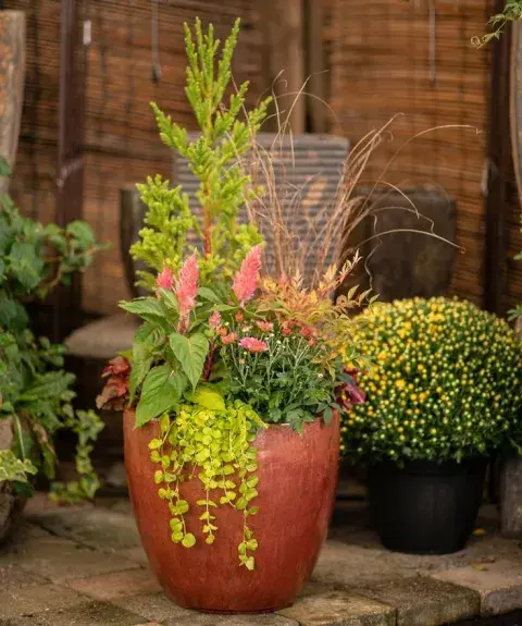 plantas en balcón plantas en balcón