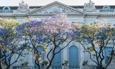 Los jacarandás en el mes de noviemnre florecidos en Recoleta. Los jacarandás en el mes de noviemnre florecidos en Recoleta.