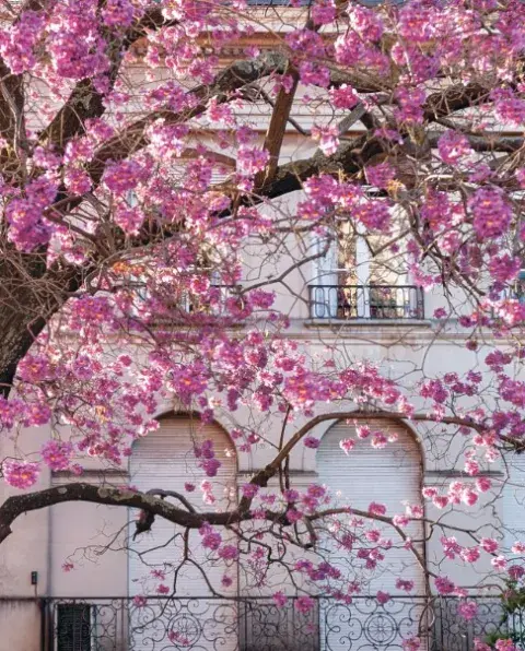 Buenos Aires es una mezcla de arquitectura y paisajismo cuyo estudio se publicó en un libro con un recorrido lúdico por la ciudad. Buenos Aires es una mezcla de arquitectura y paisajismo cuyo estudio se publicó en un libro con un recorrido lúdico por la ciudad.
