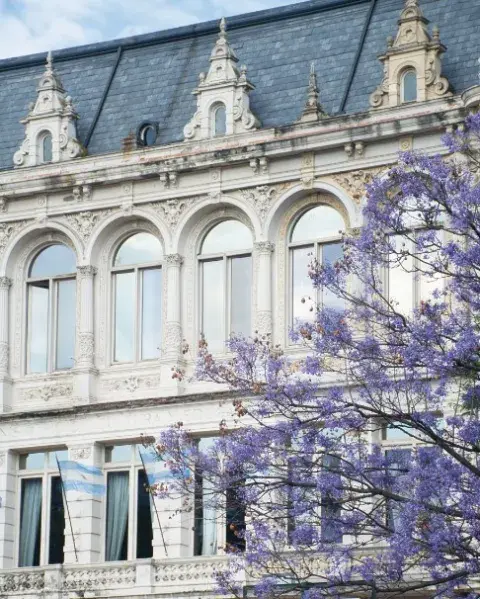 Monocromatismo bajo el sol de Buenos Aires: flores dejacaradá engamadas con el Palacio Sarmiento, en CABA. Monocromatismo bajo el sol de Buenos Aires: flores dejacaradá engamadas con el Palacio Sarmiento, en CABA.