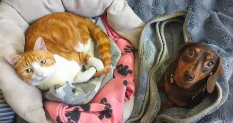 Foto de mascotas.