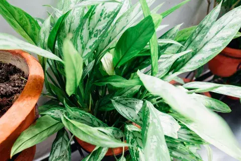Aglaonema-pexels-kelly-1179532-3119964.jpg Aglaonema-pexels-kelly-1179532-3119964.jpg
