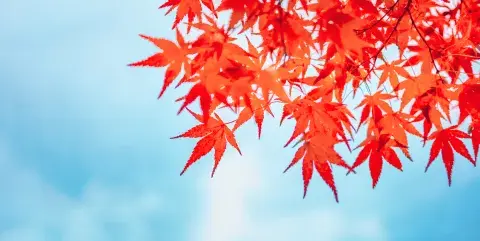Arce-japonés.jpg