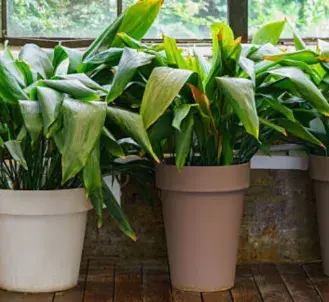 Aspidistra Aspidistra