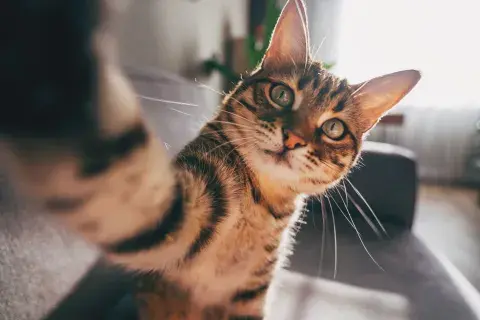 Según expertos, la premisa principal es que el baño no debe ser una rutina forzada ni idéntica para todos los animales Según expertos, la premisa principal es que el baño no debe ser una rutina forzada ni idéntica para todos los animales