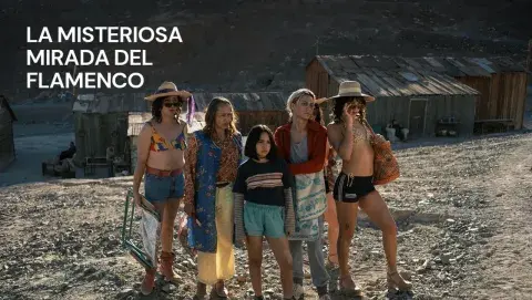 La-misteriosa-mirada-del-flamenco.webp