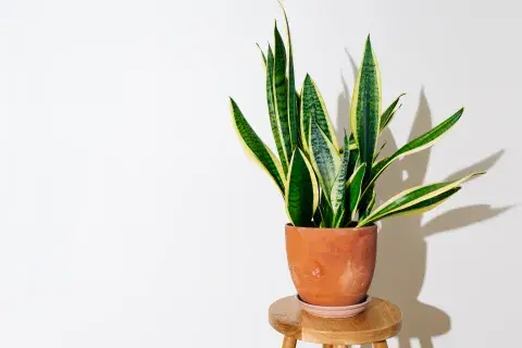 Foto de Sansevieria. Foto de Sansevieria.
