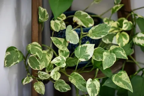Plantas de interior que se llevan bien con la calefacción: 5 opciones que no se secan Plantas de interior que se llevan bien con la calefacción: 5 opciones que no se secan