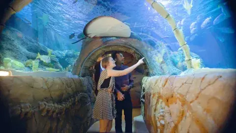 Una pareja dentro del acuario de Kansas City apreciando la vida marina. Una pareja dentro del acuario de Kansas City apreciando la vida marina.