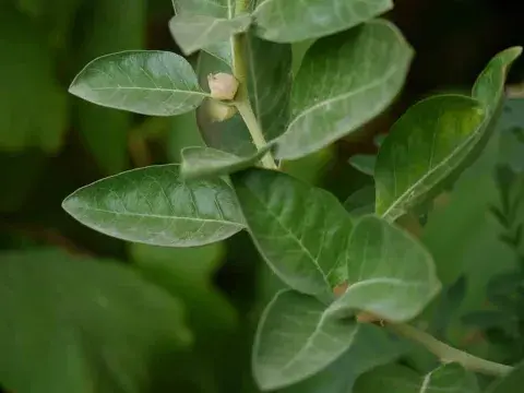 ashwagandha-(1).jpg