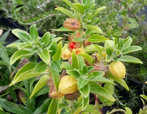 ashwagandha-(1).png ashwagandha-(1).png
