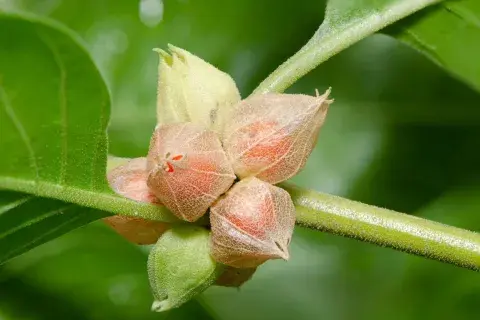 ashwagandha-(2).jpg