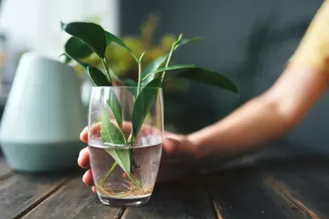 Ni tierra ni macetas: las 3 plantas que crecen en agua y son ideales para decorar tu casa en invierno Ni tierra ni macetas: las 3 plantas que crecen en agua y son ideales para decorar tu casa en invierno