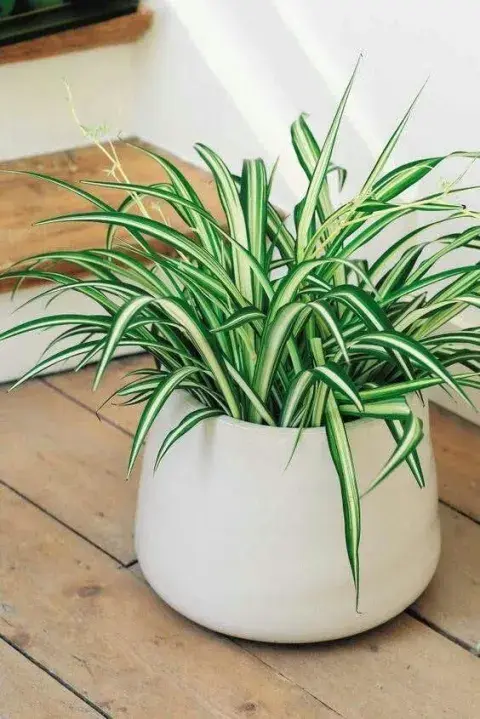 Muy resistente y fácil de multiplicar, esta planta soporta perfectamente ambientes con iluminación indirecta.