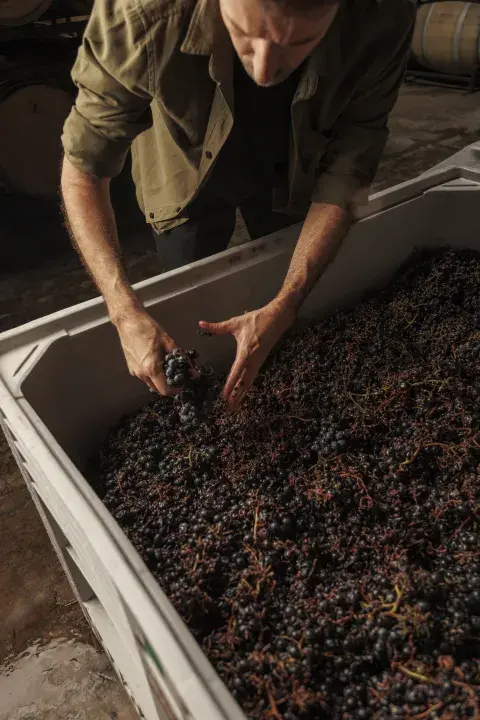 Santiago Mayorga, enólogo de la bodega, lideró el desarrollo de las recetas, las pruebas y los ajustes de cada vino. Santiago Mayorga, enólogo de la bodega, lideró el desarrollo de las recetas, las pruebas y los ajustes de cada vino.