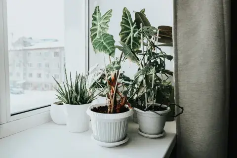 Foto de plantas. Foto de plantas.