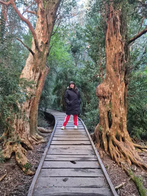 Una mujer parada en un bosque de arrayanes