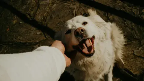 perro