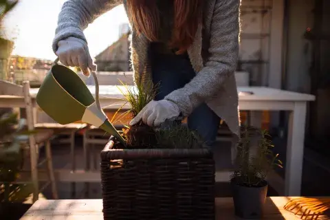 Foto de plantas. Foto de plantas.
