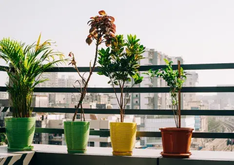Foto de plantas. Foto de plantas.