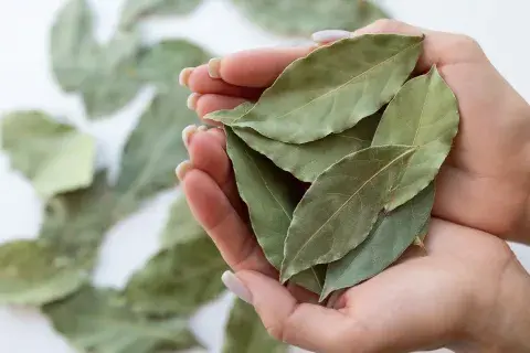 Hojas de laurel sobre manos Hojas de laurel sobre manos