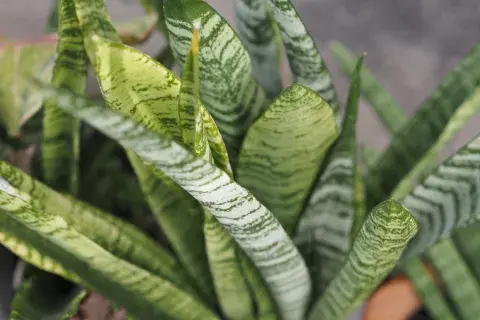 Hojas de la planta Sanseveria Hojas de la planta Sanseveria