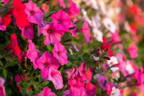 Petunias de color fucsia en el jardín Petunias de color fucsia en el jardín