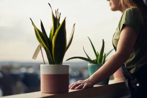 Planta de hoja de suegra sobre un balcón Planta de hoja de suegra sobre un balcón