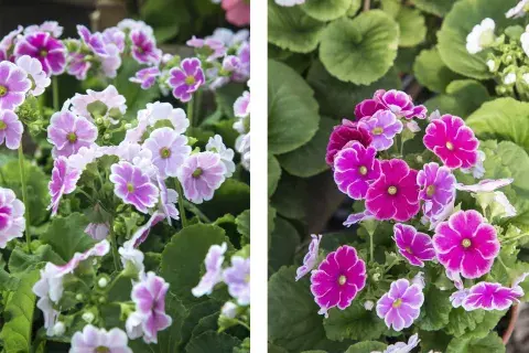 Prímula flor Prímula flor