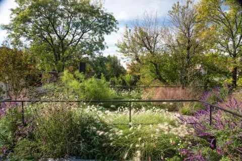 Salvia leucantha y gramíneas, dos protagonistas de los jardines contemporáneos Salvia leucantha y gramíneas, dos protagonistas de los jardines contemporáneos